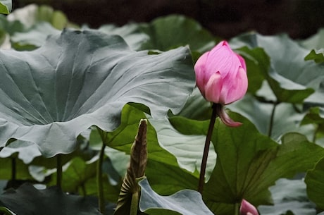 清明节手抄报简单又好画，小学生完全可以胜任！