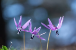 小花仙第三季(小花仙第三季上线！萌萌花仙再度出击！)