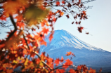 冰糖炖雪梨小说(冰糖炖雪梨小说)