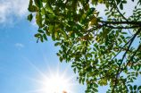 什么花在夏天开(夏天开什么花？中国十大夏季花卉盘点)